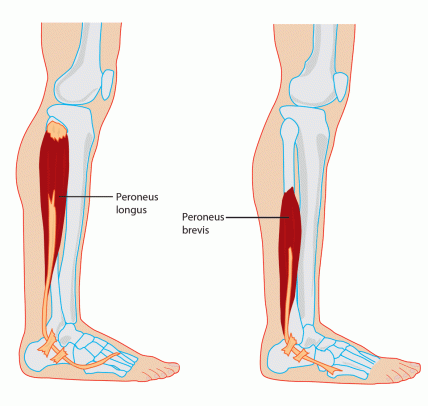 peroneal-anatomy